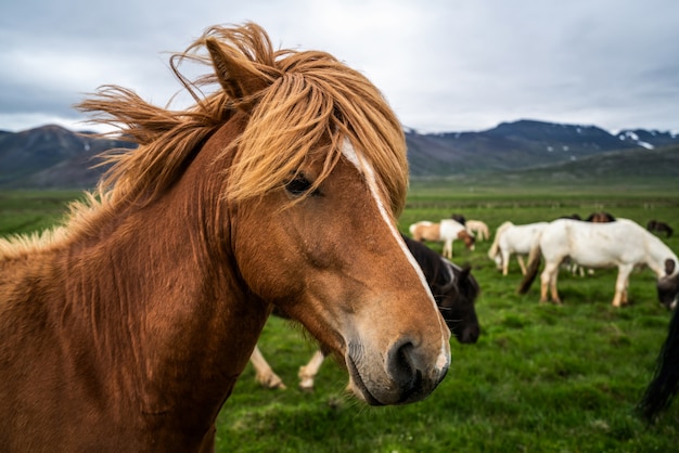 Cheval islandais dans la nature pittoresque de l'Islande.