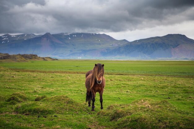 Cheval islandais dans le paysage naturel pittoresque de l'Islande