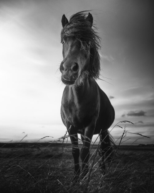 Photo cheval islandais debout sur le champ