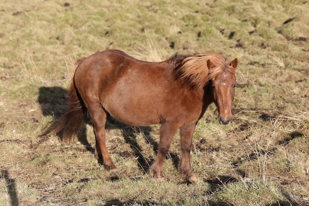 Cheval islandais sur un terrain en herbe