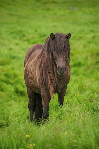 Cheval islandais unique