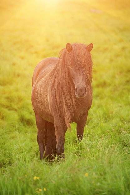 Cheval islandais unique