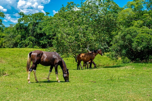 Cheval jument et poulain broutant aux beaux jours