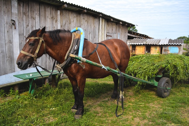 Photo cheval de labour de pays au repos au déjeuner.