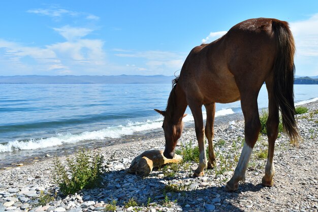 Cheval sur le lac se promène en été