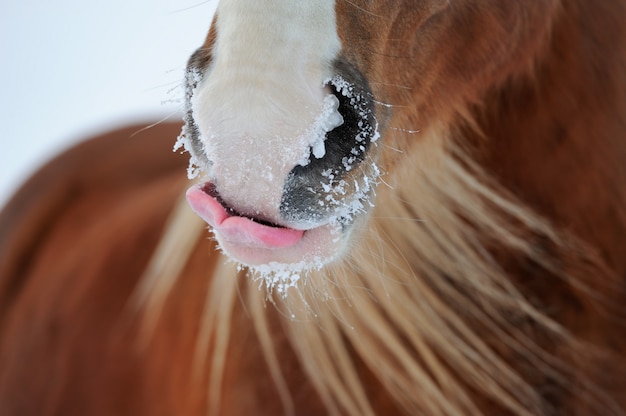 cheval léchant son nez