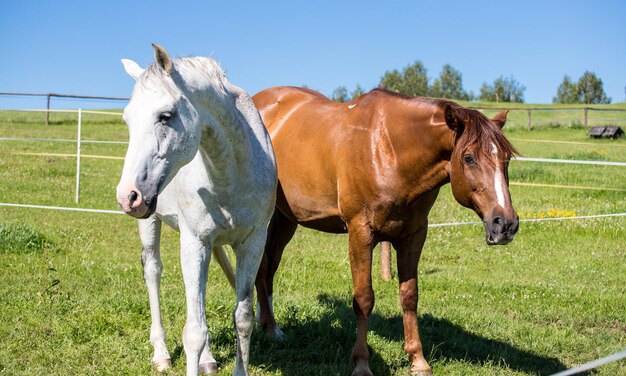 Cheval de libre parcours blanc et marron