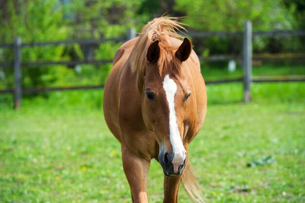 Cheval avec une longue crinière au pâturage contre un beau ciel bleu