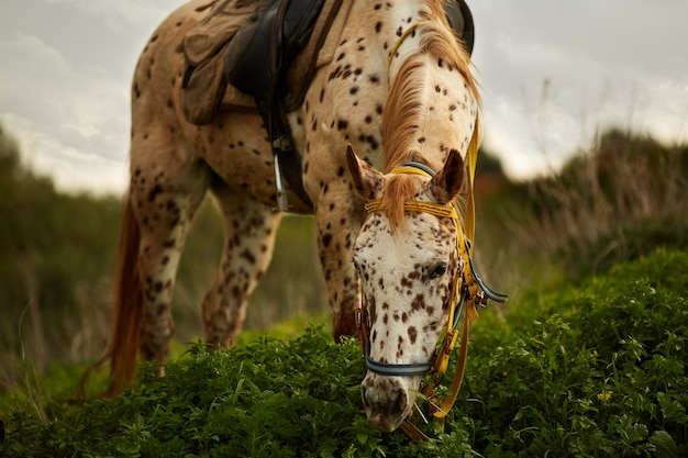 Cheval majestueux pâturage sur pré vert