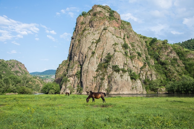 Le cheval mange de l'herbe au bord de la rivière à côté d'un gros rocher
