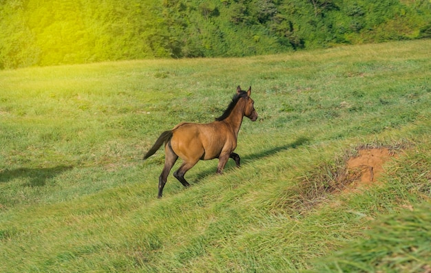 Un cheval mange de l'herbe sur la colline, Un petit cheval mange de l'herbe dans le champ vert, concept horse mange de l'herbe