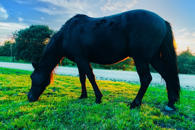 Cheval mangeant de l'herbe au pâturage au printemps