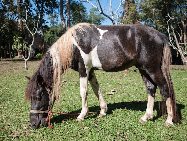 Cheval mangeant une herbe