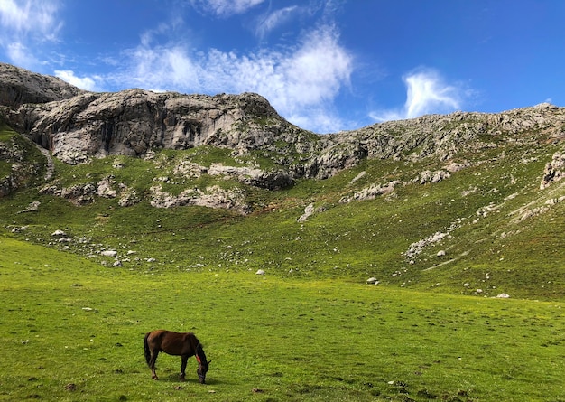 Cheval, manger, herbe verte, dans, les, prairie