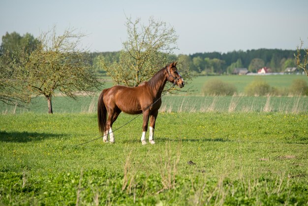 Cheval sur la nature portrait d'un cheval cheval brun