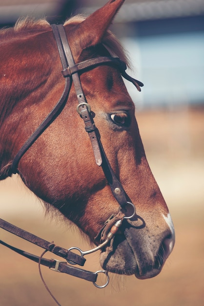 Cheval sur la nature