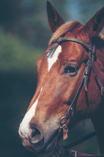 Cheval sur la nature