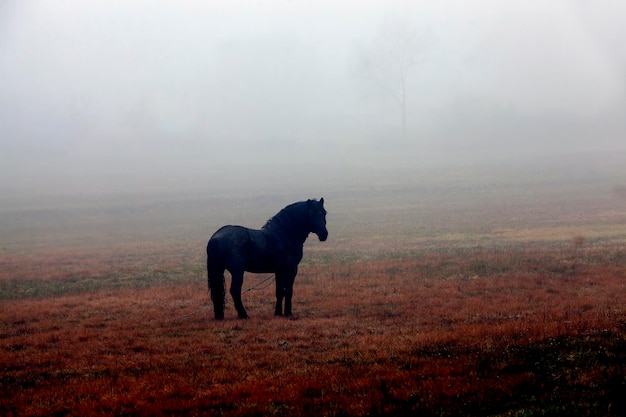 Un cheval noir broutant dans un champ en automne