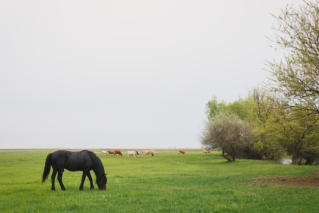 Cheval noir broutant dans un pré