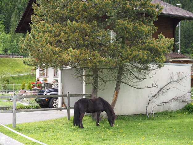 Photo un cheval noir broute dans l'herbe près d'une maison