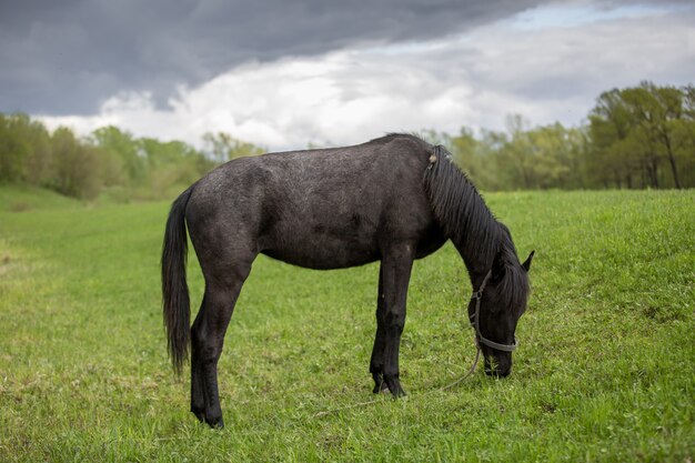 Cheval noir sur un champ vert