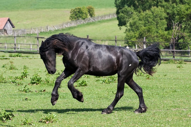 Le cheval noir court au galop