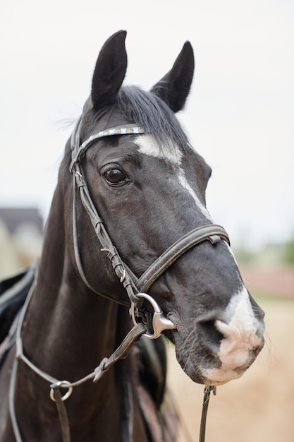 Cheval noir à l'extérieur