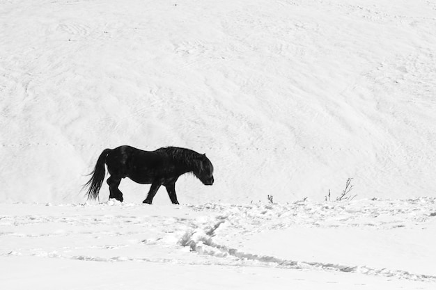 Photo cheval noir marchant dans la neige dans le port de pajares leon