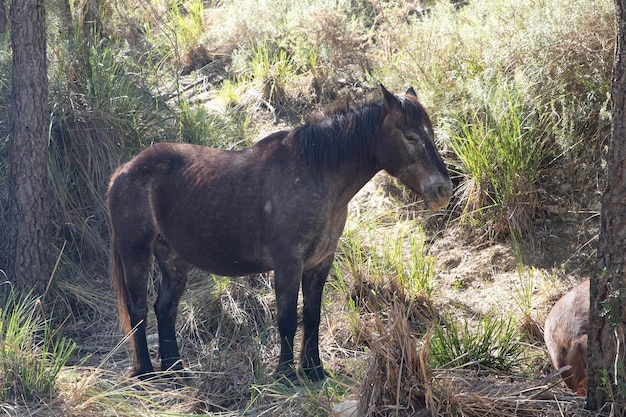 Un cheval noir paît dans une prairie près de Barcelone, en Espagne.