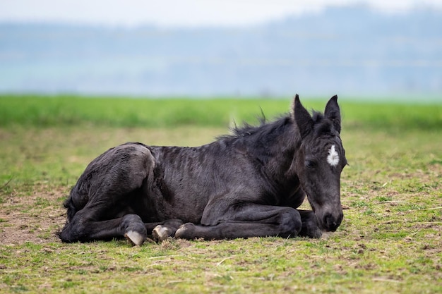 Cheval noir Un poulain se couche sur l'herbe