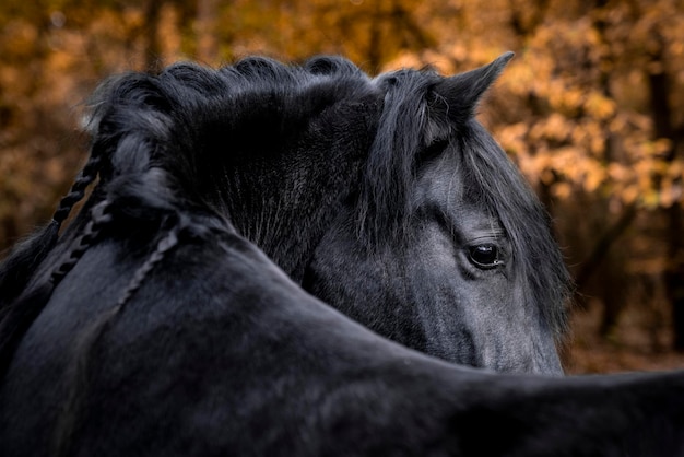 Cheval noir regardant derrière lui avec des feuilles d'automne dans le dos