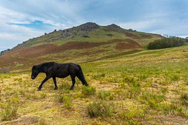 Photo un cheval noir sauvage au sommet du mont adarra dans la ville d'urnieta près de san sebastian, gipuzkoa