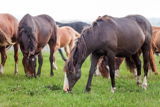 Cheval paissant dans un pré dans un jour d'automne pluvieux