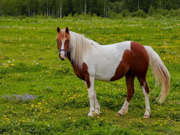 Cheval paissant dans le pré.