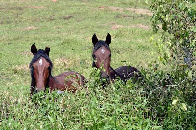 Cheval paissant sur la prairie voisine