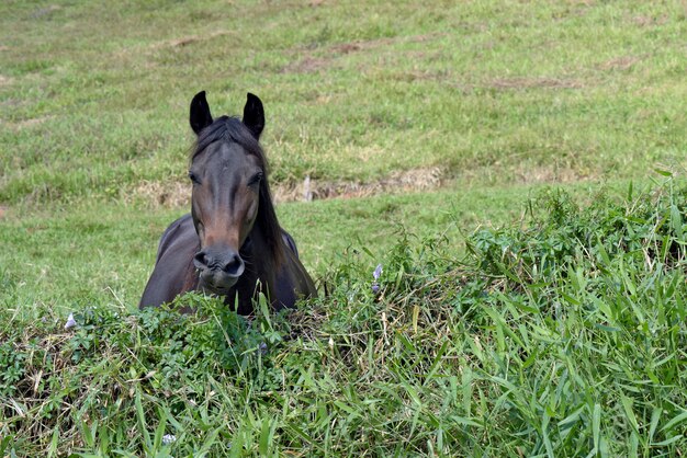 Cheval paissant sur la prairie voisine