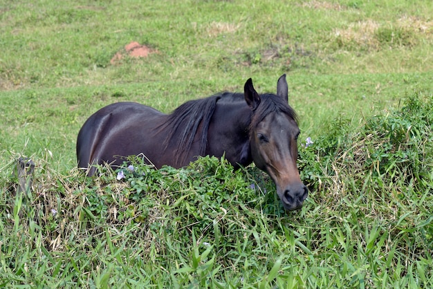 Cheval paissant sur la prairie voisine