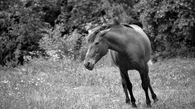 Photo un cheval paît dans un champ en été.