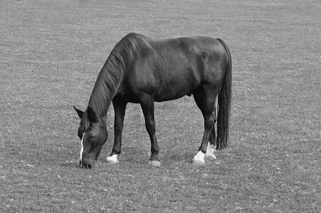 Un cheval paît dans un champ vert