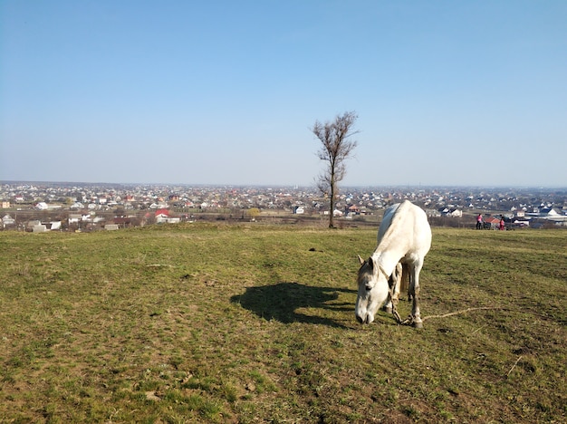 Le cheval paît dans une prairie verte. Le cheval mange de l'herbe dans un champ vert