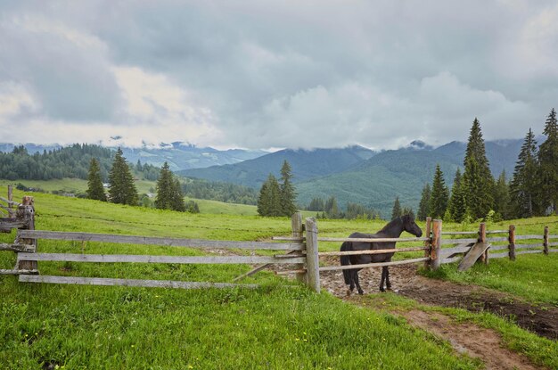 Cheval sur un pâturage d'été