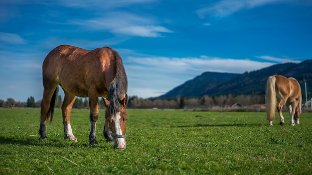 Cheval, pâturage, vert, pâturage