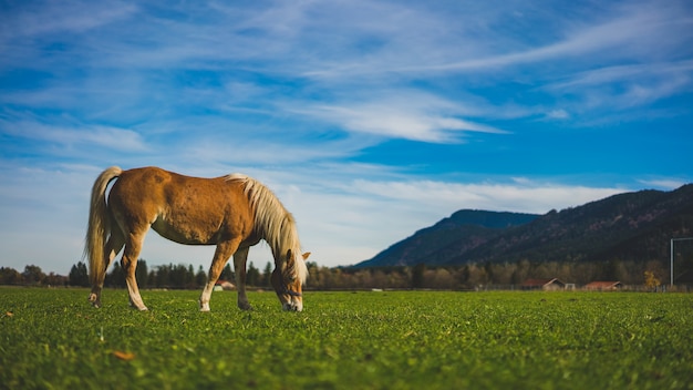 Cheval, pâturage, vert, pâturage