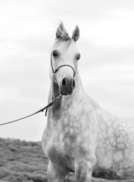 Photo cheval sur le paysage contre le ciel