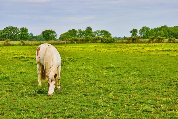 Cheval de peinture blanc et marron dans un enclos herbeux avec des fleurs jaunes et des arbres lointains