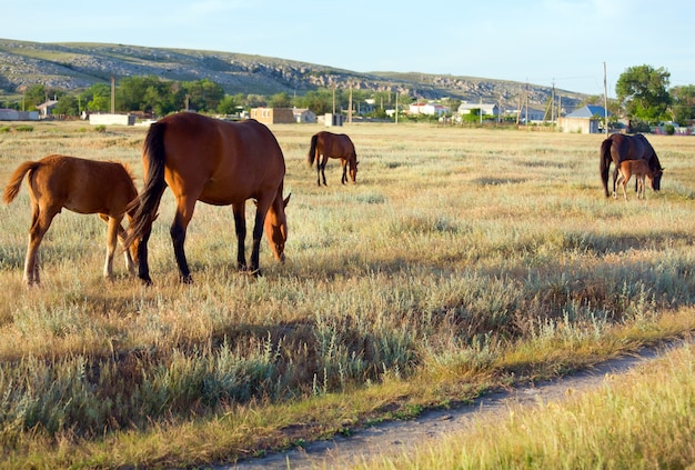 Cheval avec petit poulain dans les pâturages de preirie