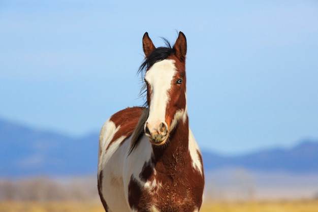 Photo cheval pinto sauvage