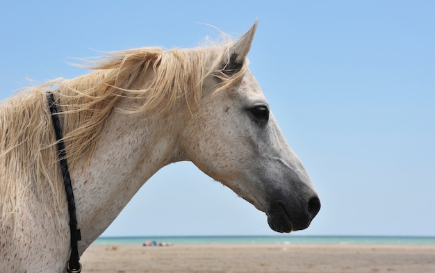 Cheval sur la plage