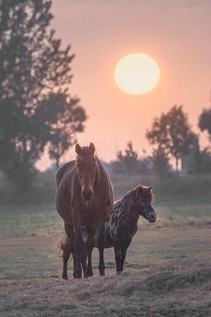 cheval et poney se tiennent dans un champ pendant le coucher du soleil