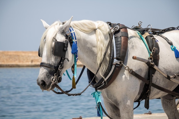 Cheval portant une calèche touristique